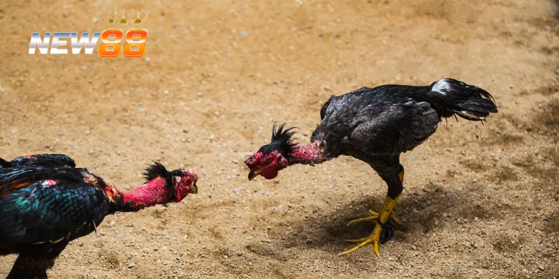 Cách cá cược trực tiếp đá gà