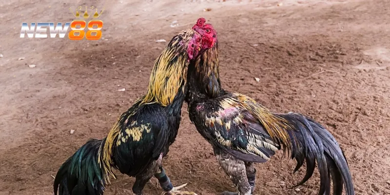 Đá Gà Campuchia Trực Tiếp – Trải Nghiệm Đá Gà Đỉnh Cao Ngay 3 Cách tham gia cá cược đá gà campuchia trực tiếp