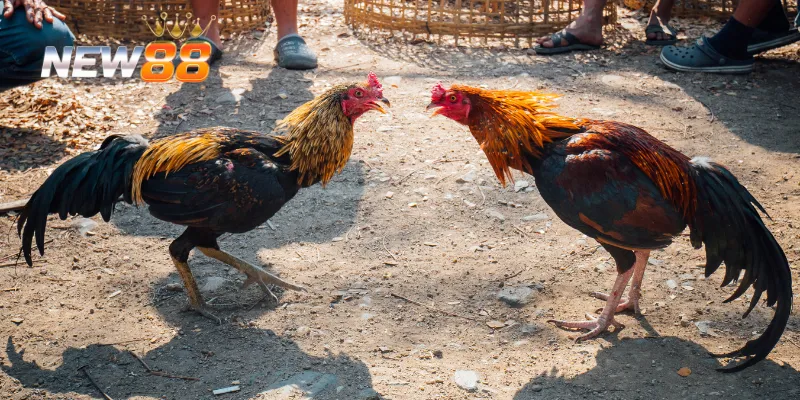 Cách xem trực tiếp đá gà C1