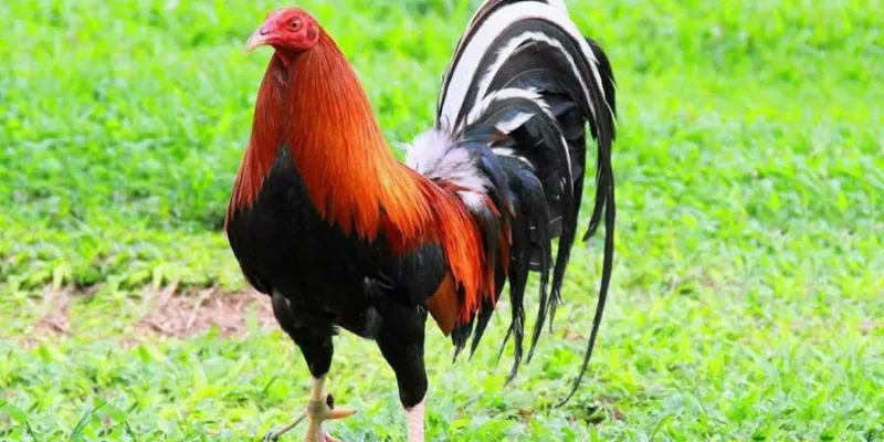 Những đặc trưng đáng chú ý của đá gà Mỹ chiến.