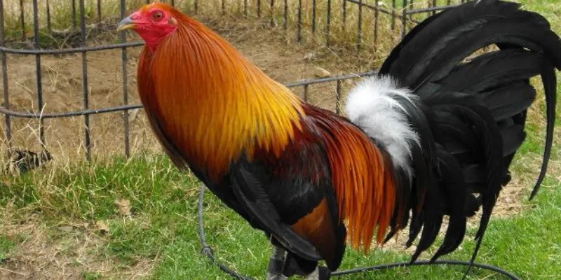 Các kiểu cược thường gặp trong đá gà Mỹ Chiến 