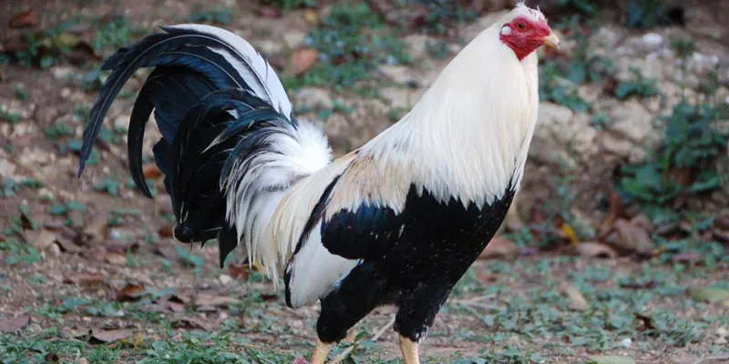 Mẹo cá cược đá gà Mỹ Chiến để chiến thắng