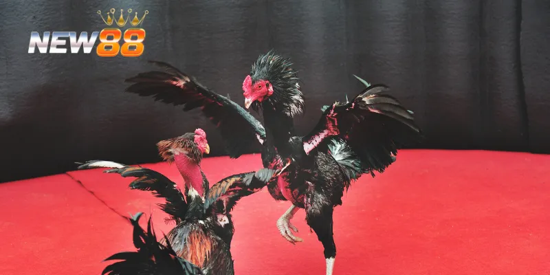 Lợi ích khi xem trực tiếp đá gà