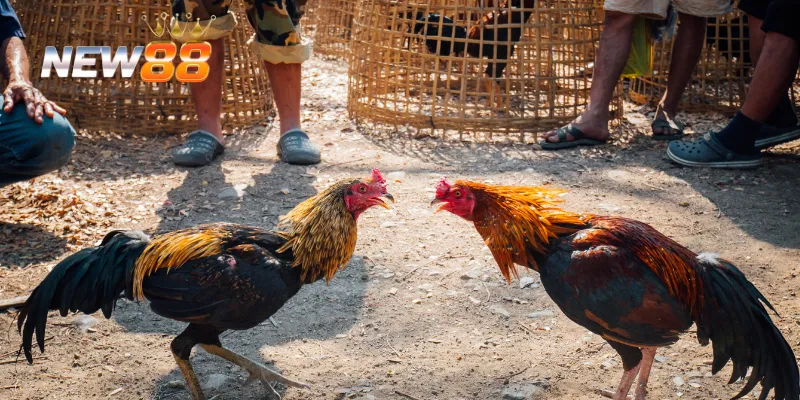 Đá Gà Campuchia Trực Tiếp – Trải Nghiệm Đá Gà Đỉnh Cao Ngay 4 Lưu ý khi chơi đá gà campuchia trực tiếp