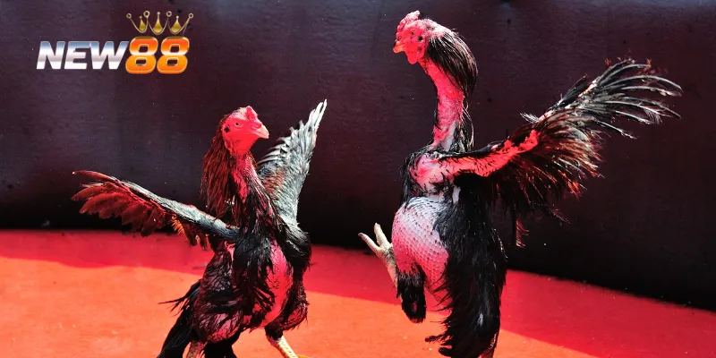 Nhiều trận trực tiếp đá gà C1 siêu hấp dẫn