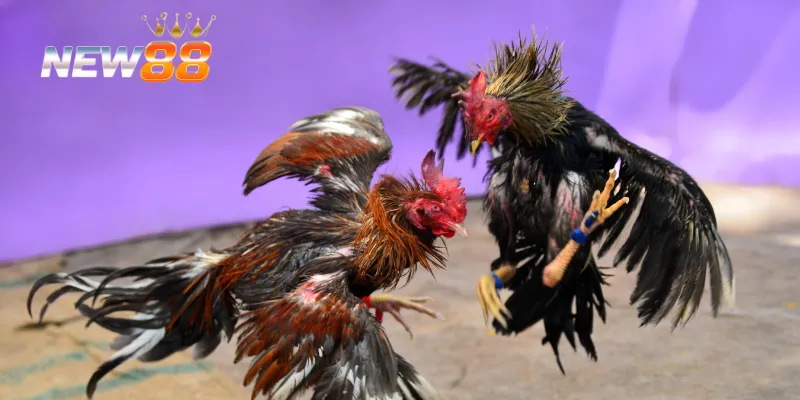 Đá Gà Campuchia Trực Tiếp – Trải Nghiệm Đá Gà Đỉnh Cao Ngay 2 Trải nghiệm đá gà campuchia trực tiếp kịch tính