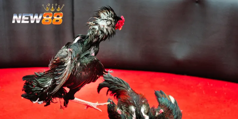 Xem trực tiếp đá gà với nhiều trận đấu đặc sắc