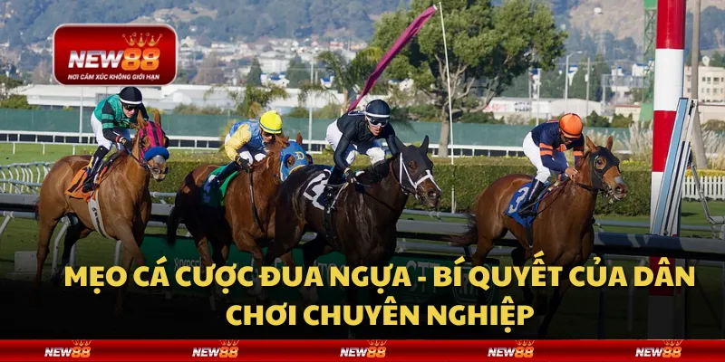 Mẹo cá cược đua ngựa - Bí quyết của dân chơi chuyên nghiệp 2 Mẹo cá cược đua ngựa - Bí quyết của dân chơi chuyên nghiệp