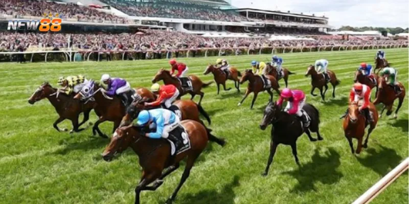 Khám phá các loại cược đa dạng trong đua ngựa