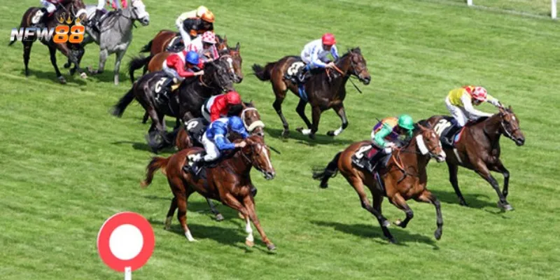 Mẹo cá cược đua ngựa hiệu quả từ các tay chơi lão luyện