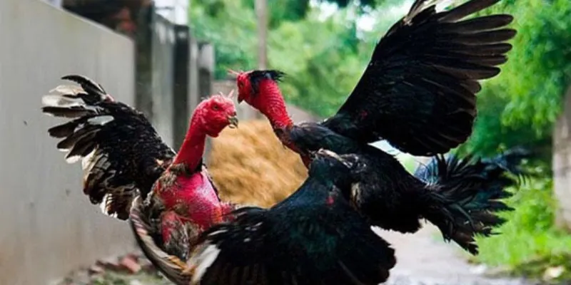 Cách chọn gà chuẩn New88 – Bí quyết đặt cược hiệu quả 2 Ý nghĩa của việc xem gà chuẩn