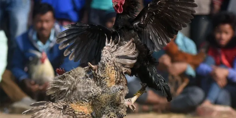 Cách chọn gà chuẩn New88 – Bí quyết đặt cược hiệu quả 3 Tìm hiểu các dòng gà trong cá cược đá gà