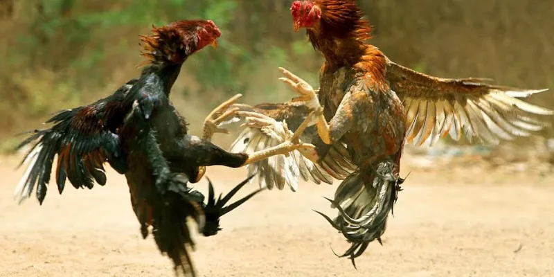 Cách chọn gà chuẩn New88 – Bí quyết đặt cược hiệu quả 4 Cách chọn gà chuẩn theo dân gian