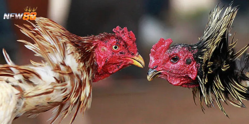 Các loại kèo đá gà phổ biến bạn nên biết