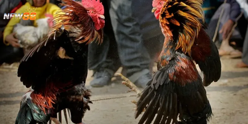 Tân binh cần biết cách đọc kèo đá gà như thế nào?