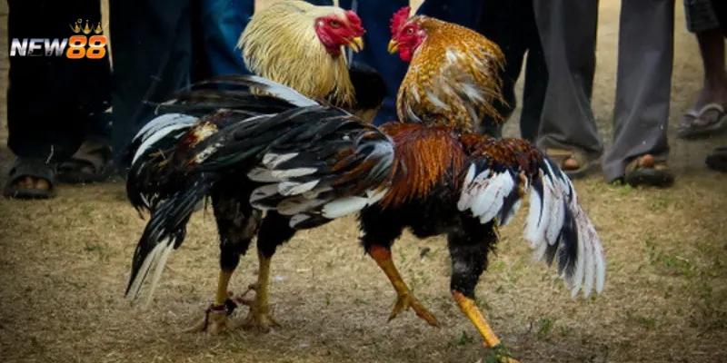 Kinh nghiệm thực tế để đọc kèo đá gà chuẩn xác