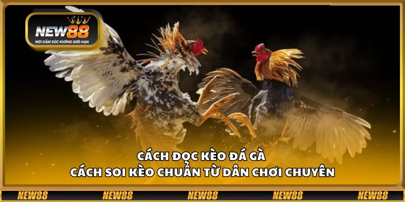 Cách đọc kèo đá gà - Cách soi kèo chuẩn từ dân chơi chuyên