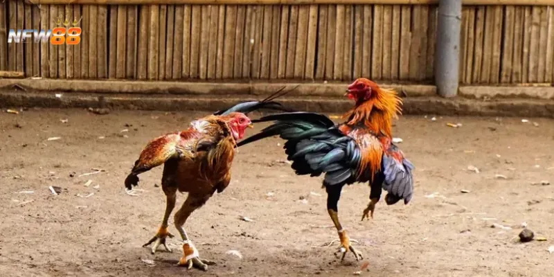Đá gà chọi Thái Lan – Kinh nghiệm bắt kèo chuẩn từng trận 2 Quy định và luật chơi trong đá gà Thái Lan