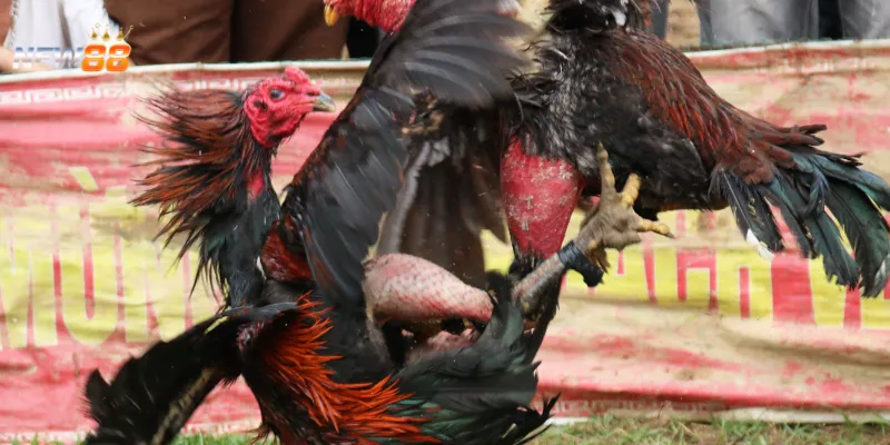 Đá gà chọi Thái Lan – Kinh nghiệm bắt kèo chuẩn từng trận 3 Những loại kèo cược gà chọi Thái Lan được ưa chuộng