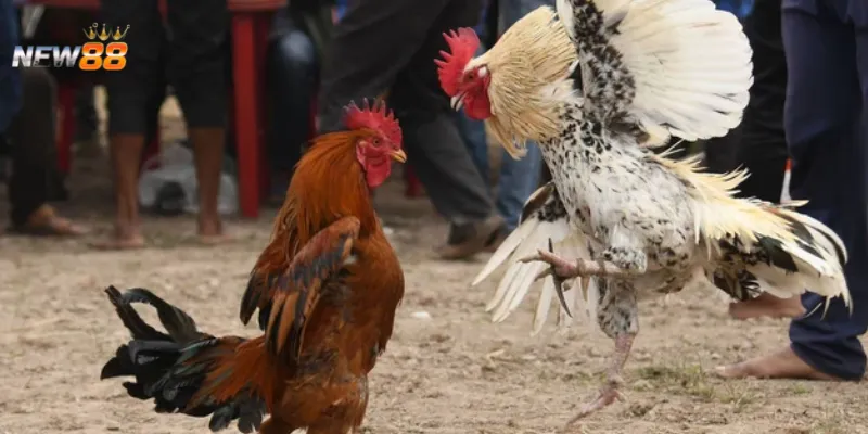 Đá gà chọi Thái Lan – Kinh nghiệm bắt kèo chuẩn từng trận 4 Chiến thuật cá cược đá gà chọi Thái Lan nào mang lại tỷ lệ thắng?