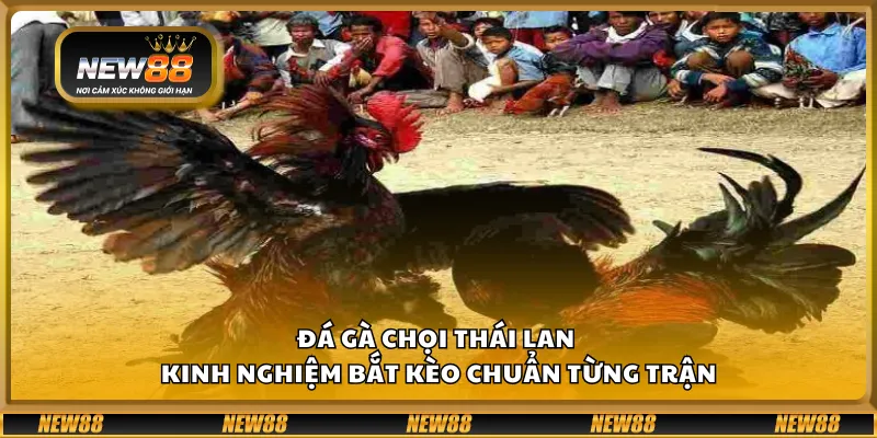 Đá gà chọi Thái Lan – Kinh nghiệm bắt kèo chuẩn từng trận